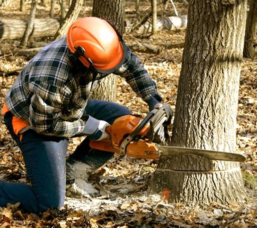 Tree Removal in Morton, MS